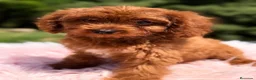 Cavapoo perros en venta: Cavapoo roja  - Anuncio 3