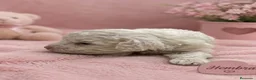 Caniche Toy perros en venta: Caniche toy - Anuncio 4