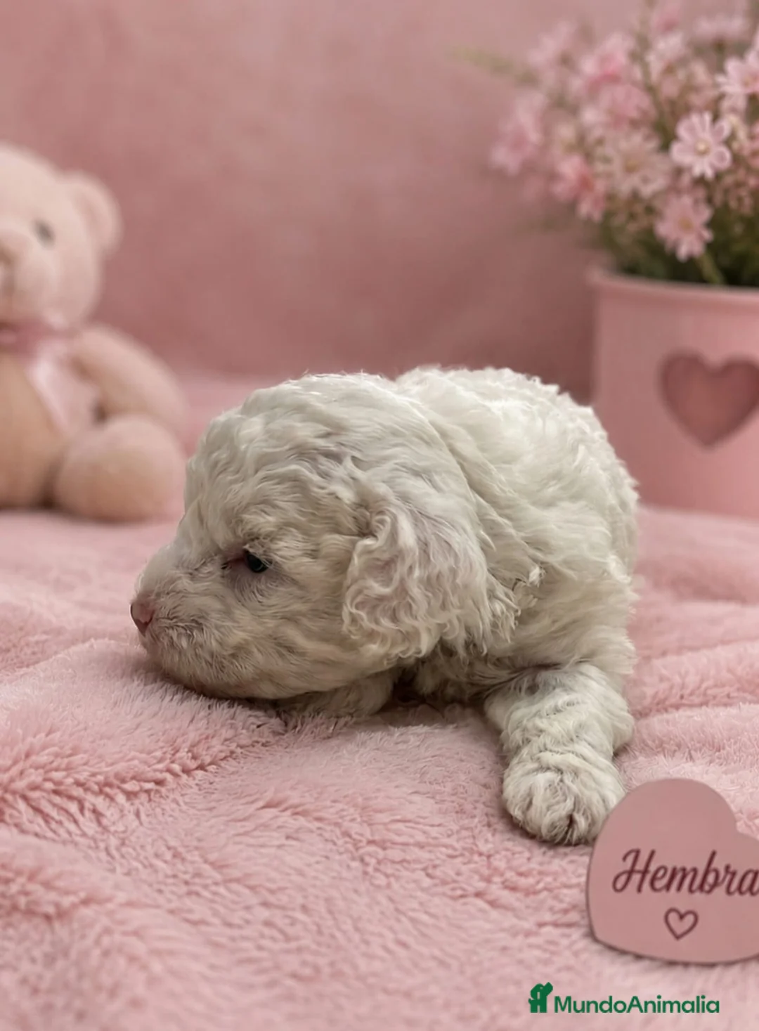 Caniche Toy perros en venta: Caniche toy - Anuncio 4