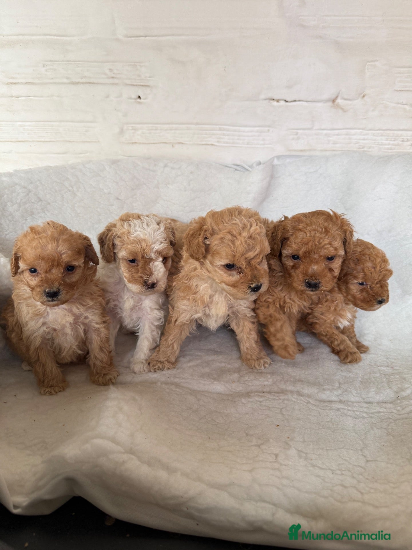 Maltipoo perros MALTIPOOS TOYS - Anuncio 1