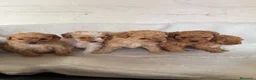 Maltipoo perros en venta: MALTIPOOS TOYS - Anuncio 1