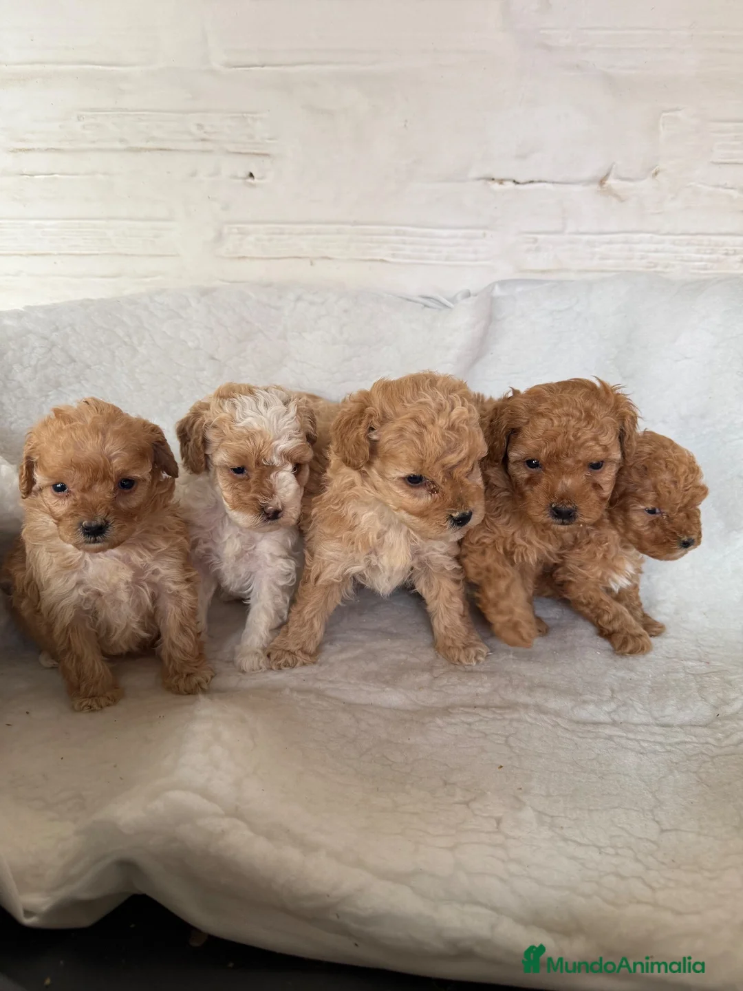 Maltipoo perros en venta: MALTIPOOS TOYS - Anuncio 1