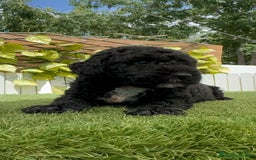Perro de Agua Español perros en venta: PERRO DE AGUA ESPAÑOL - Imagen 7