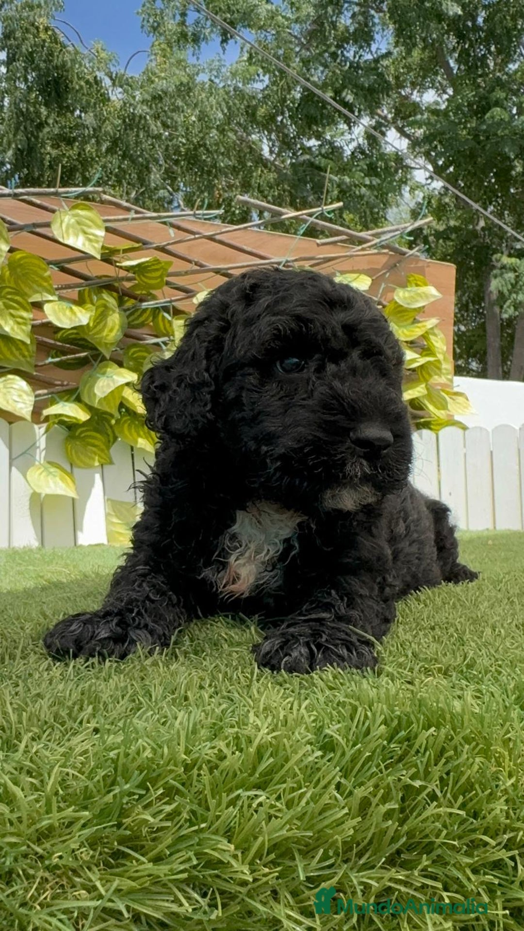 Perro de Agua Español perros en venta: PERRO DE AGUA ESPAÑOL - Imagen 7