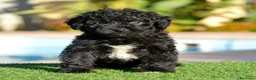 Perro de Agua Español perros en venta: PERRO DE AGUA  - Anuncio 4