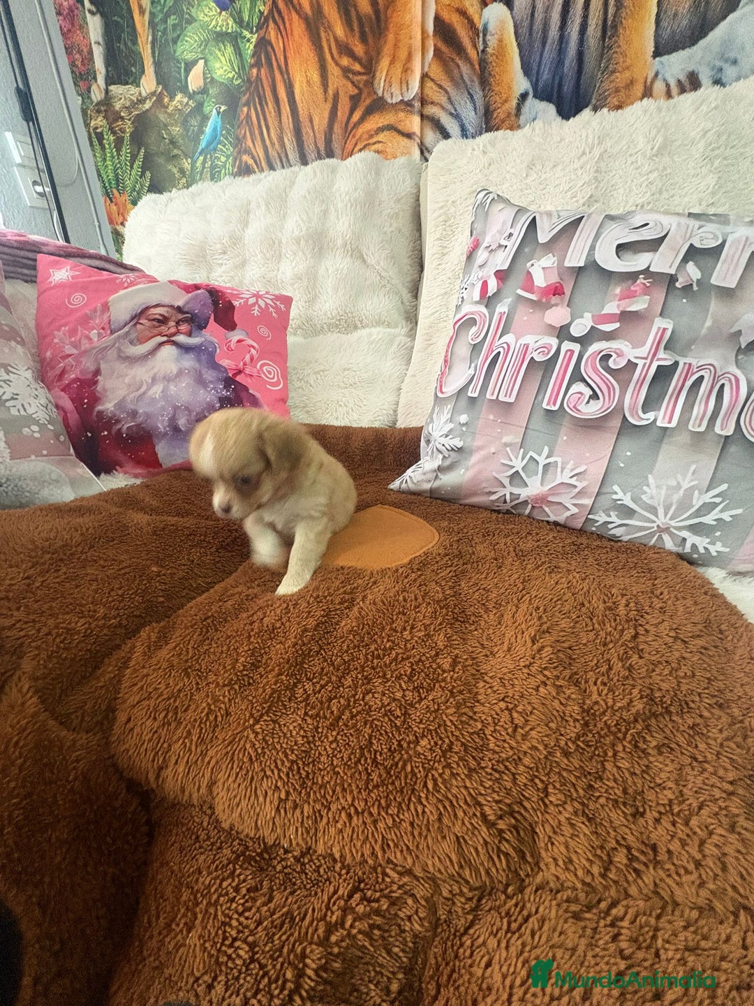 Chihuahua perros en venta: Chihuahua toy pelo largo  - Anuncio 7