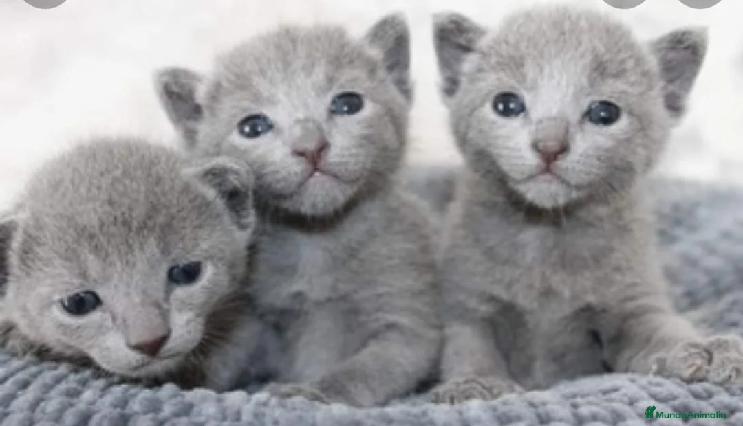 Azul Ruso gatos en venta: Azul ruso  - Anuncio 2