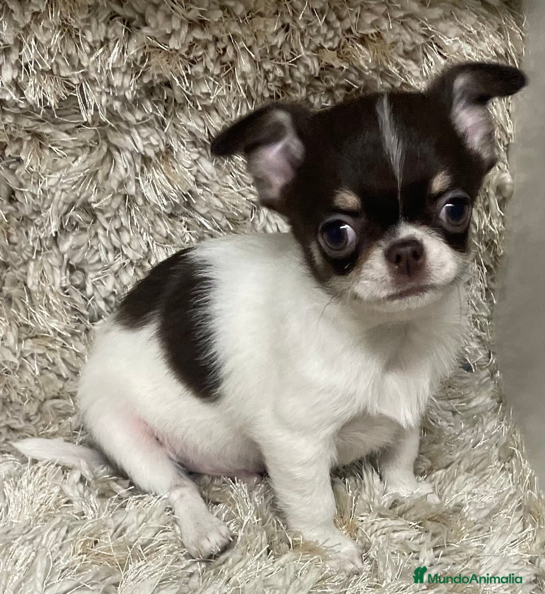 Chihuahua perros en venta: Chihuahuas Machos  - Anuncio 4