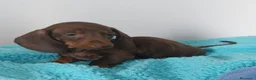 Teckel Miniatura perros en venta: Disponible Teckel mini chocolate  - Anuncio 1