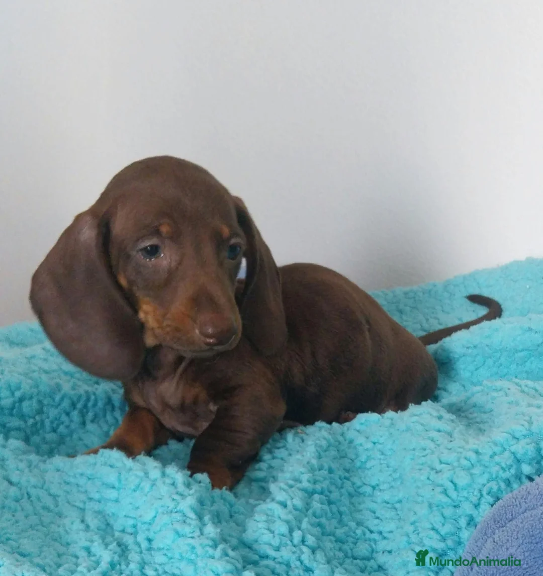Teckel Miniatura perros en venta: Disponible Teckel mini chocolate  - Anuncio 1