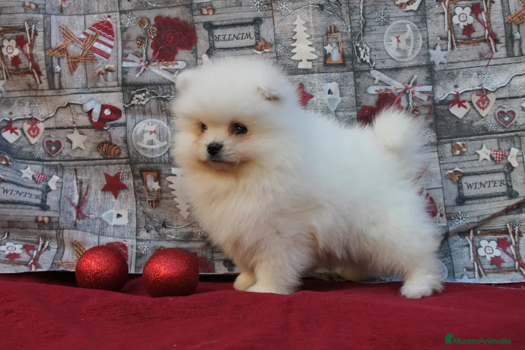 Pomerania perros en venta: imprecionantes pomerania toy - Anuncio 3