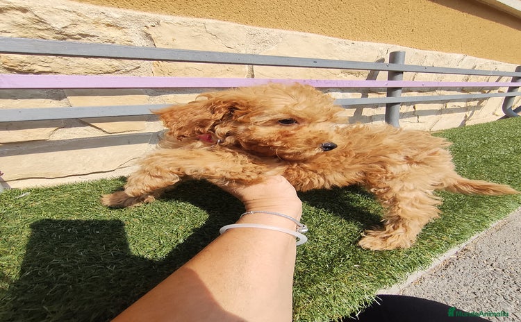 Caniche Toy perros - Anuncio 1