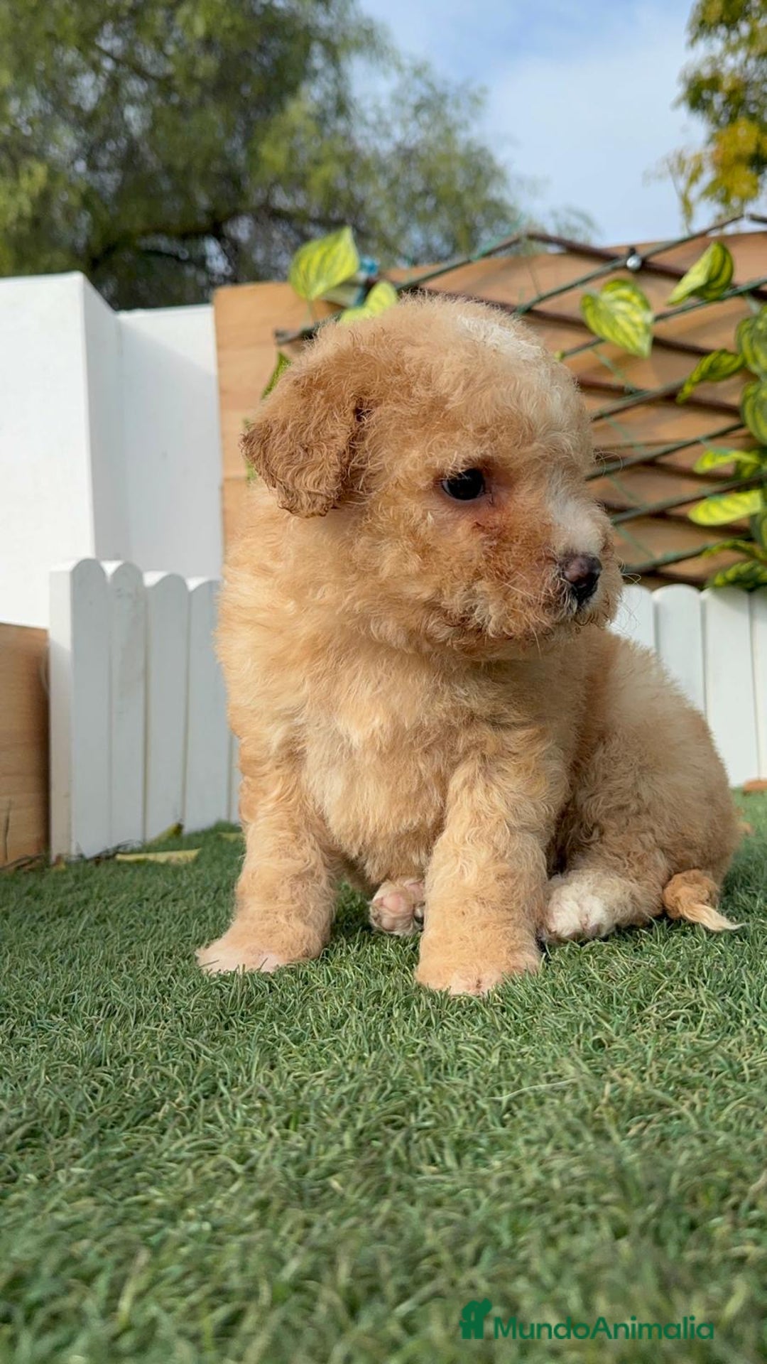 Perro de Agua Español perros en venta: PERRO DE AGUA ESPAÑOL - Anuncio 17