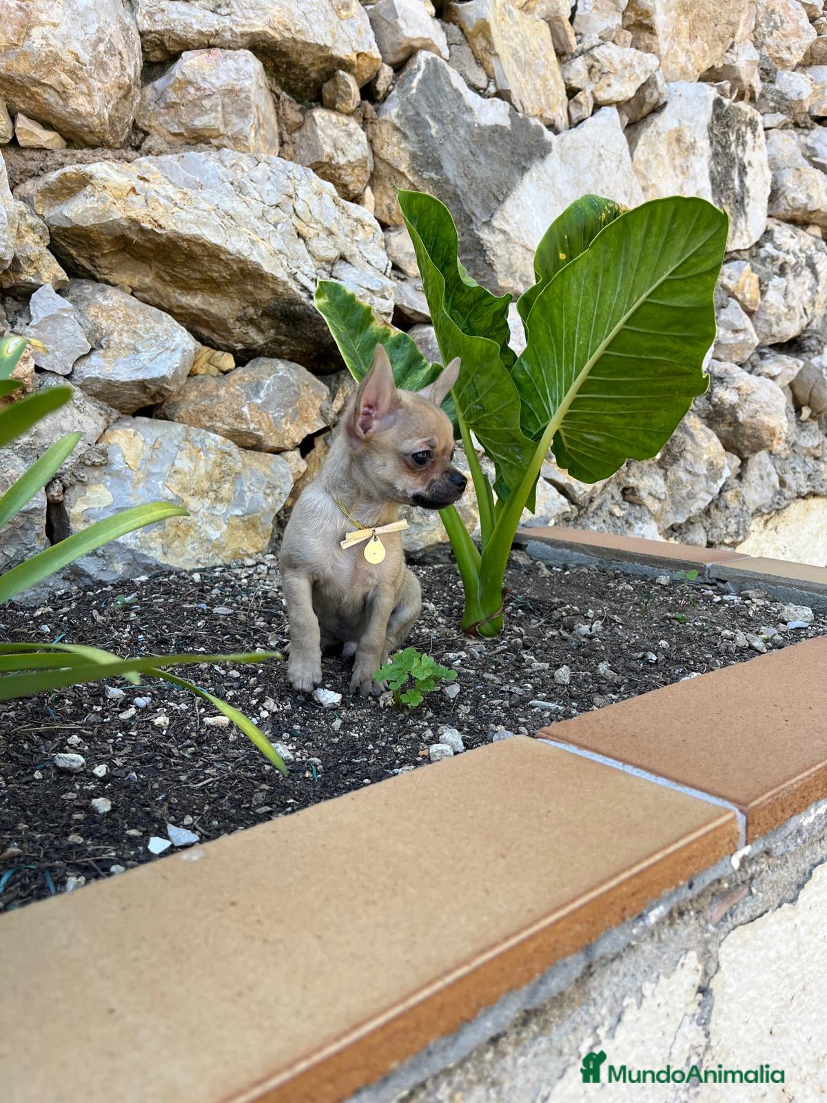 Chihuahua perros Chihuahuas toy  en Barcelona - Anuncio 2