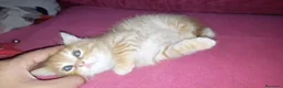 Británico de Pelo Corto gatos en venta: OFERTA FIN DE SEMANA. Último british  - Anuncio 3