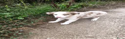 Border Collie perros en venta: Cachorros border collie puros! 2 meses - Anuncio 3
