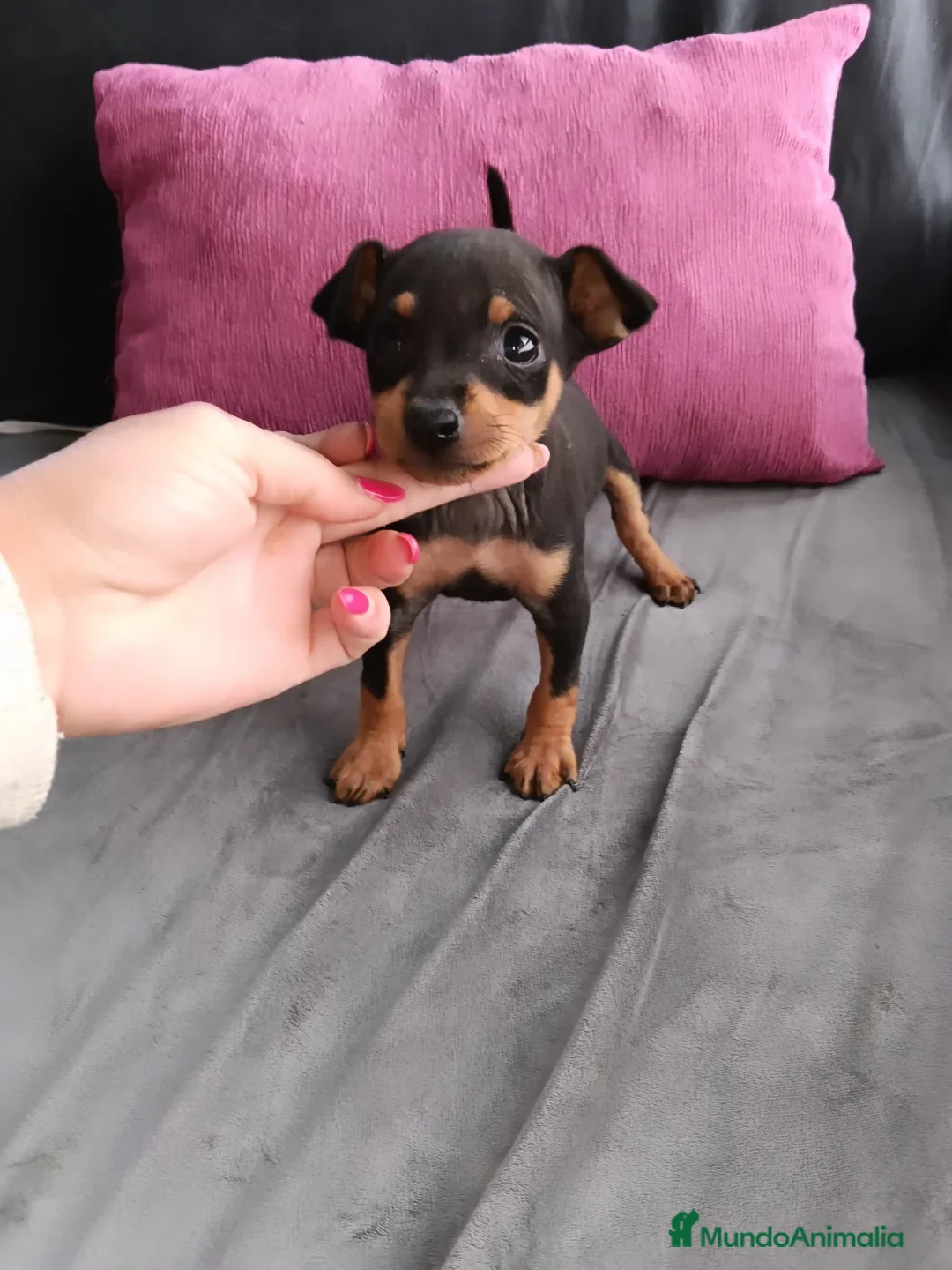 Pinscher Miniatura perros Pincher miniatura - Anuncio 27