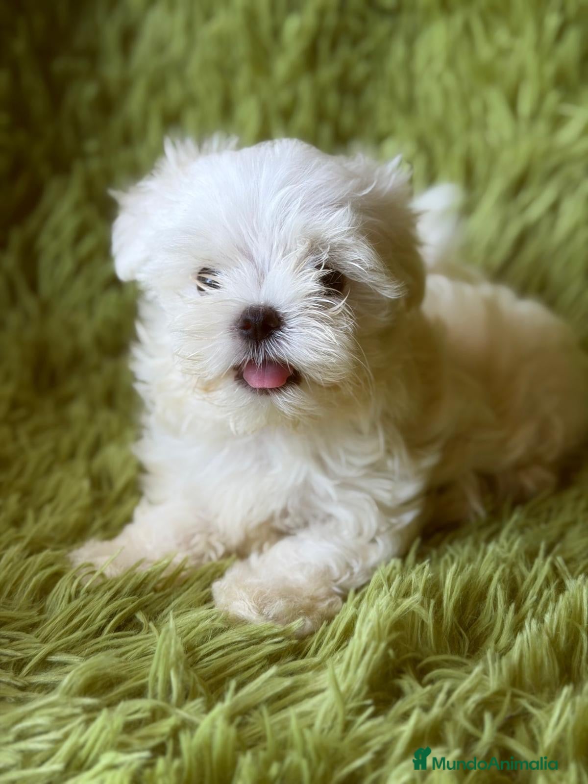 Bichón Maltés perros Espectacular bichon maltés💙🐾 - Anuncio 1