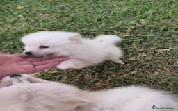 Pomerania perros en venta: Lulu pomerania toy - Imagen 5