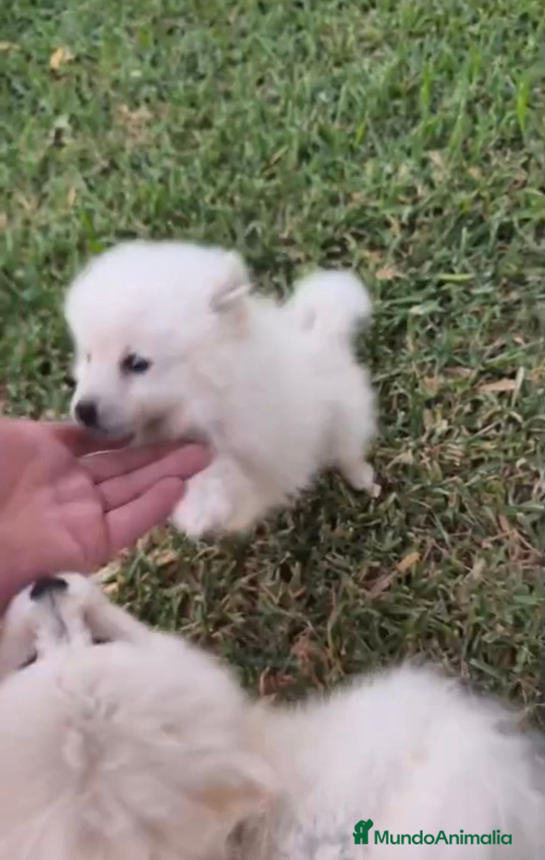 Pomerania perros en venta: Lulu pomerania toy - Imagen 5