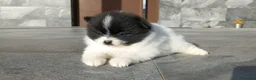 Pomerania perros en venta: Pomerania  - Anuncio 5