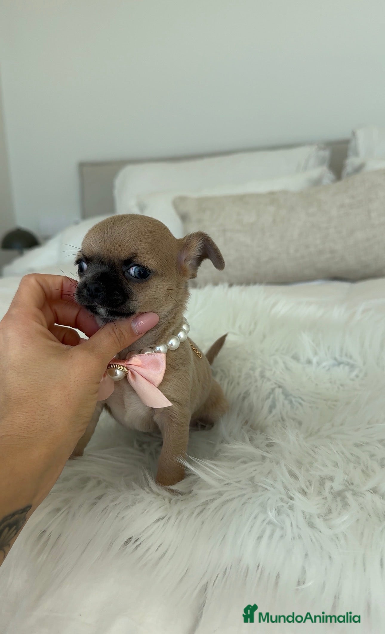 Chihuahua perros Chihuahua hembra - Anuncio 1