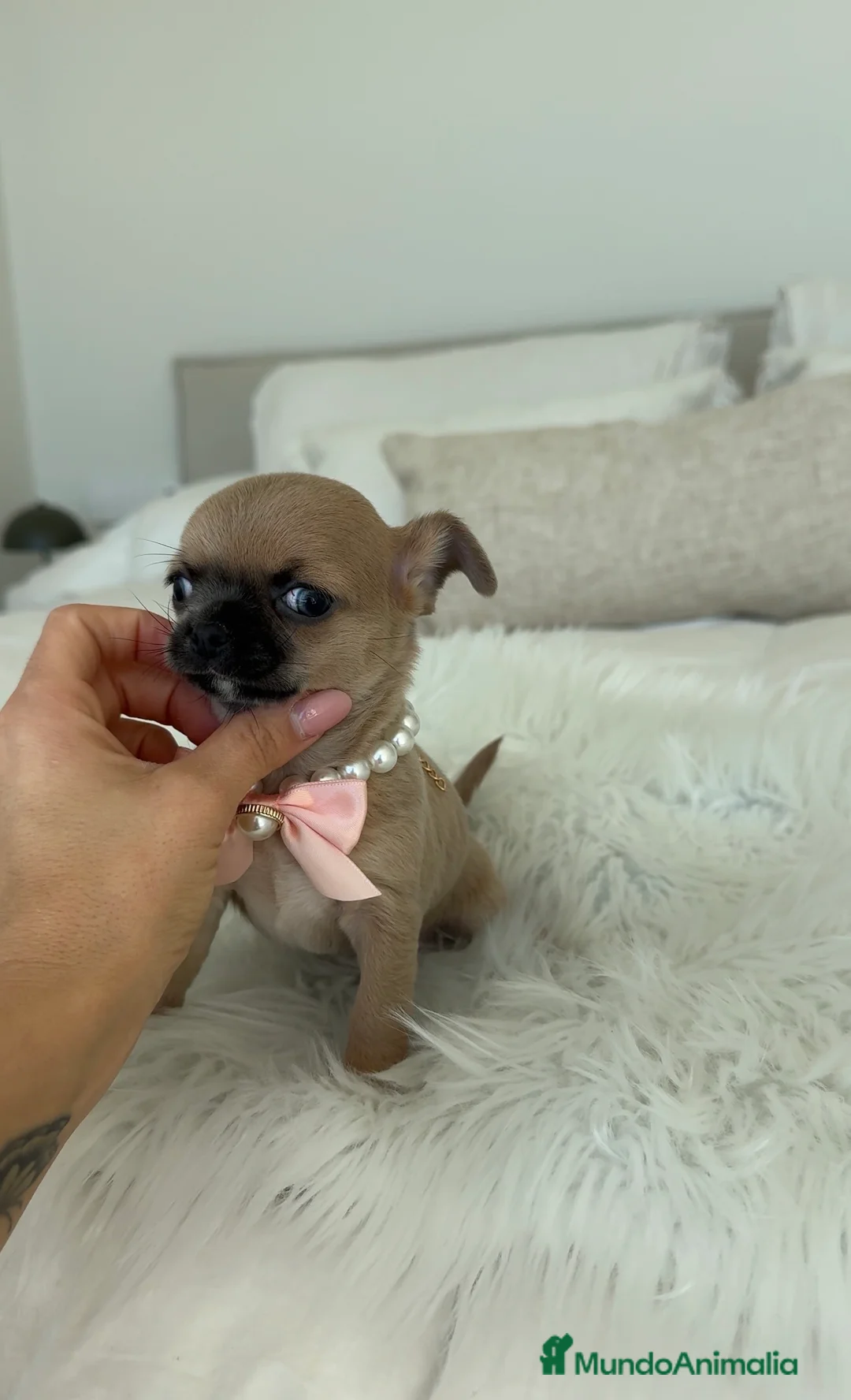 Chihuahua perros en venta: Chihuahua hembra - Anuncio 1