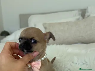 Chihuahua perros Chihuahua hembra - Anuncio 1