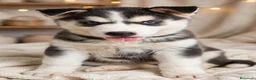 Husky Siberiano perros en venta: Husky siberiano  - Anuncio 3