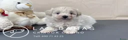 Pomapoo perros en venta: Pomapoo disponibles - Anuncio 5