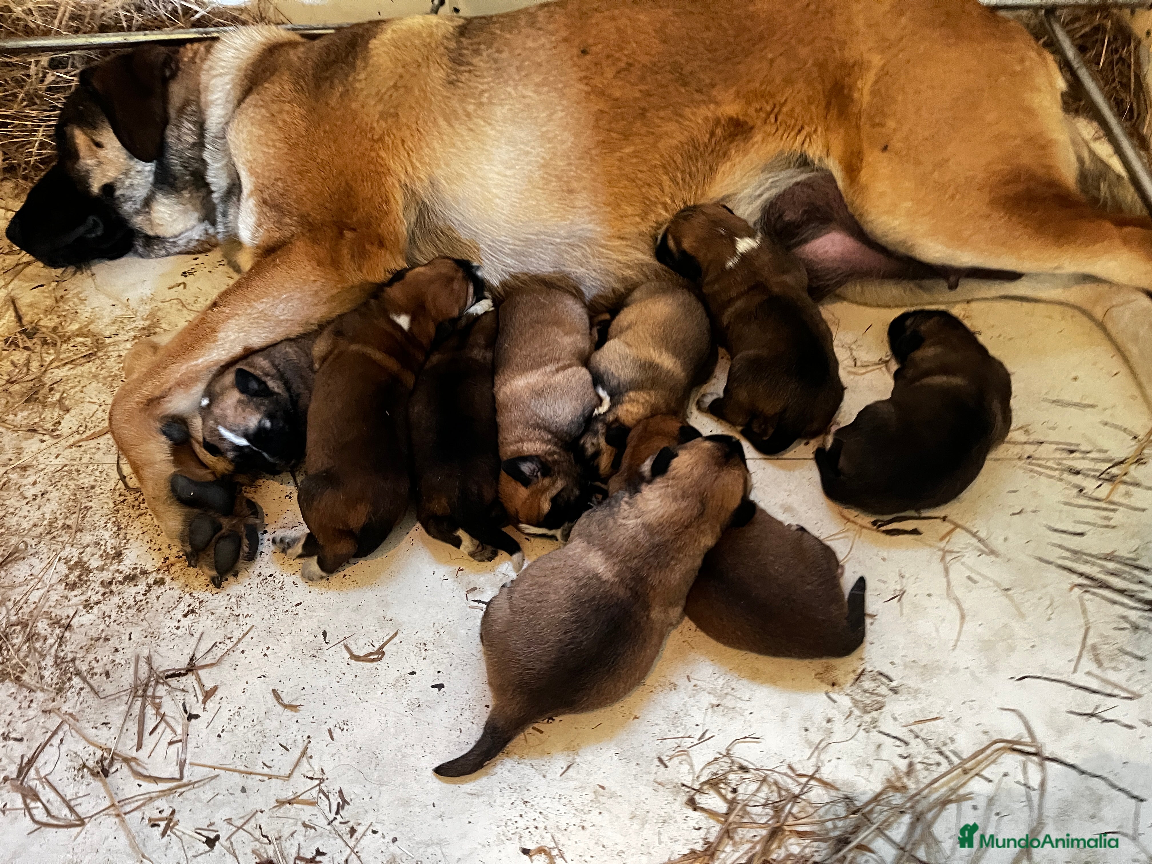 Mastín Español perros Cachorros Mastin Español Autoctono Ganadero - Anuncio 3