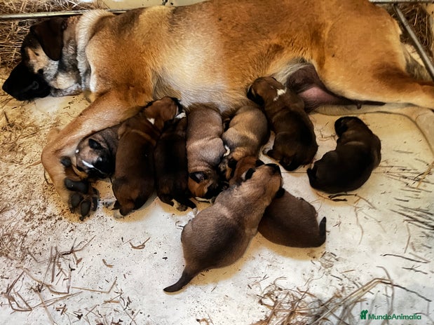 Mastín Español perros - Anuncio 2