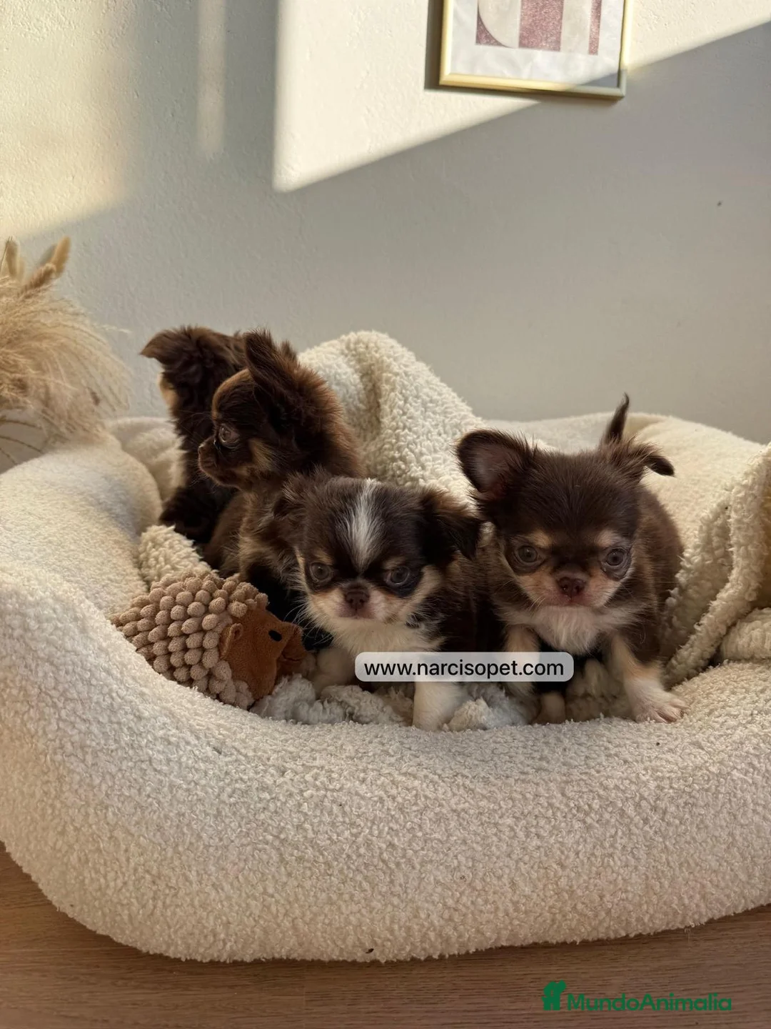 Chihuahua perros en venta: CHIHUAHUA PELO LARGO - Anuncio 3