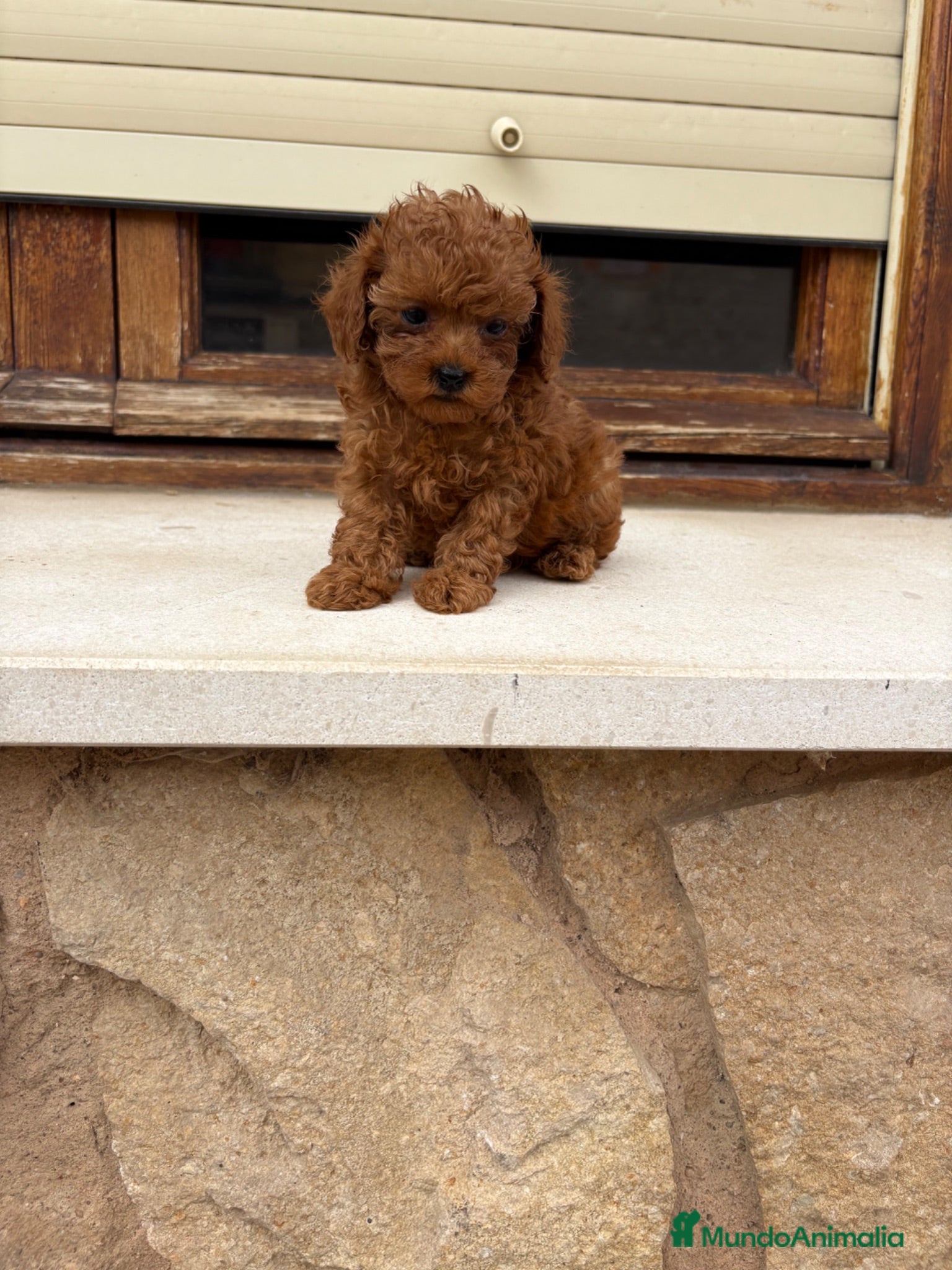 Caniche Toy perros Caniche mini Toy  - Anuncio 1