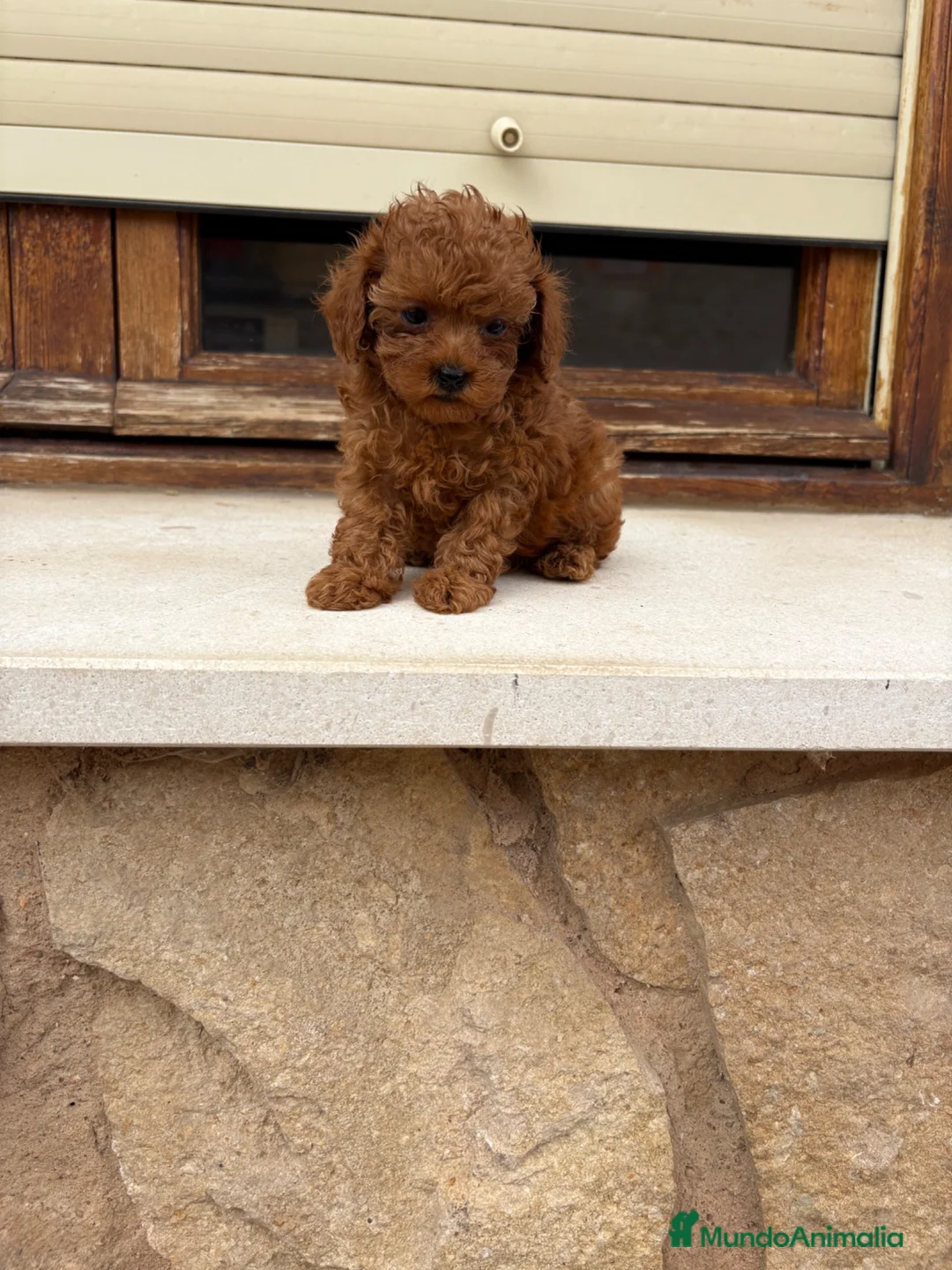 Caniche Toy perros en venta: Caniche mini Toy  - Anuncio 1