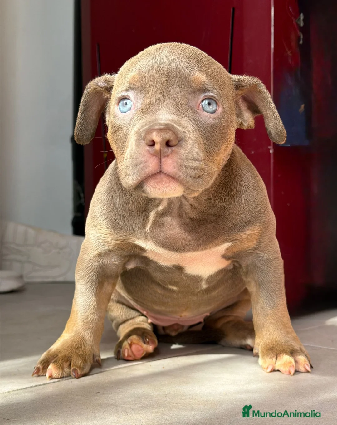 American Bully perros en venta: American bully POCKET  - Anuncio 4