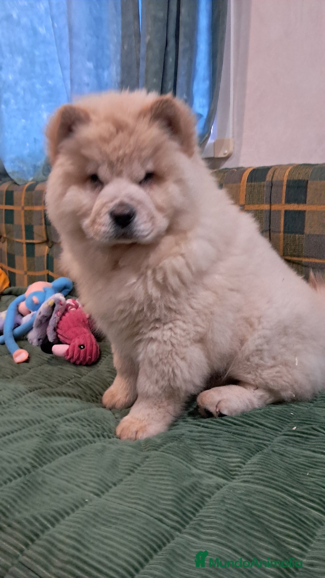 Chow Chow perros en venta: Bebés Chow-Chow  - Anuncio 7