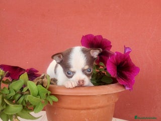 Chihuahua perros en Badajoz - Anuncio 27