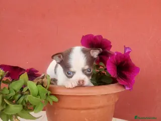 Chihuahua perros Chihuahua de bolsillo en Badajoz - Anuncio 25