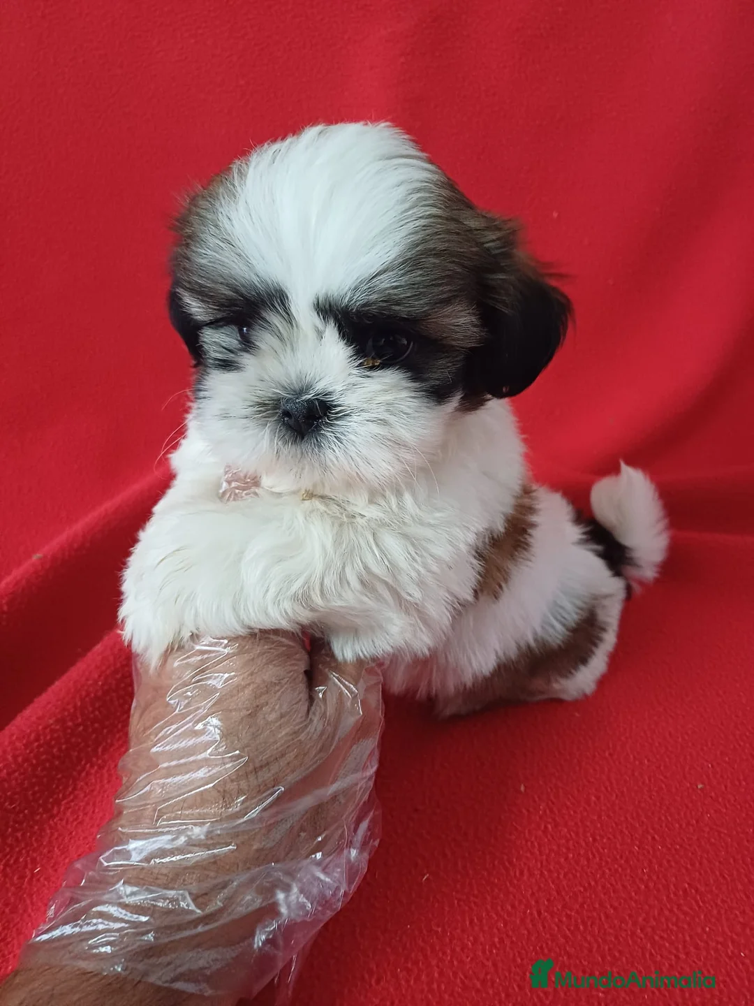 Shih Tzu perros en venta: Shitzhu  - Anuncio 1
