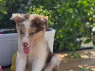 Border Collie perros Border collie red merle. Machos. Fotos reales - Anuncio 2