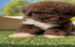 Perro de Agua Español perros en venta: PERRO DE AGUA HEMBRA - Imagen 9