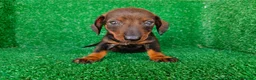 Teckel Miniatura perros en venta: teckel miniatura - Anuncio 3