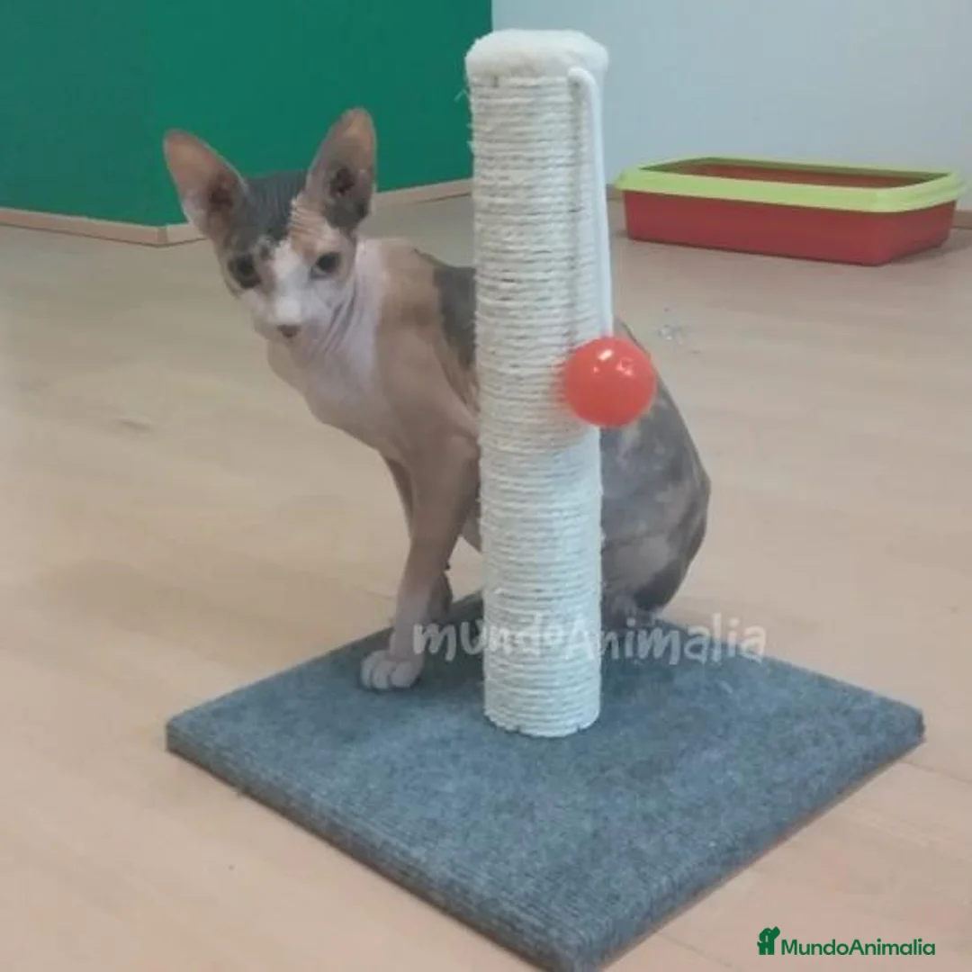 Imagen de galería {{count}}