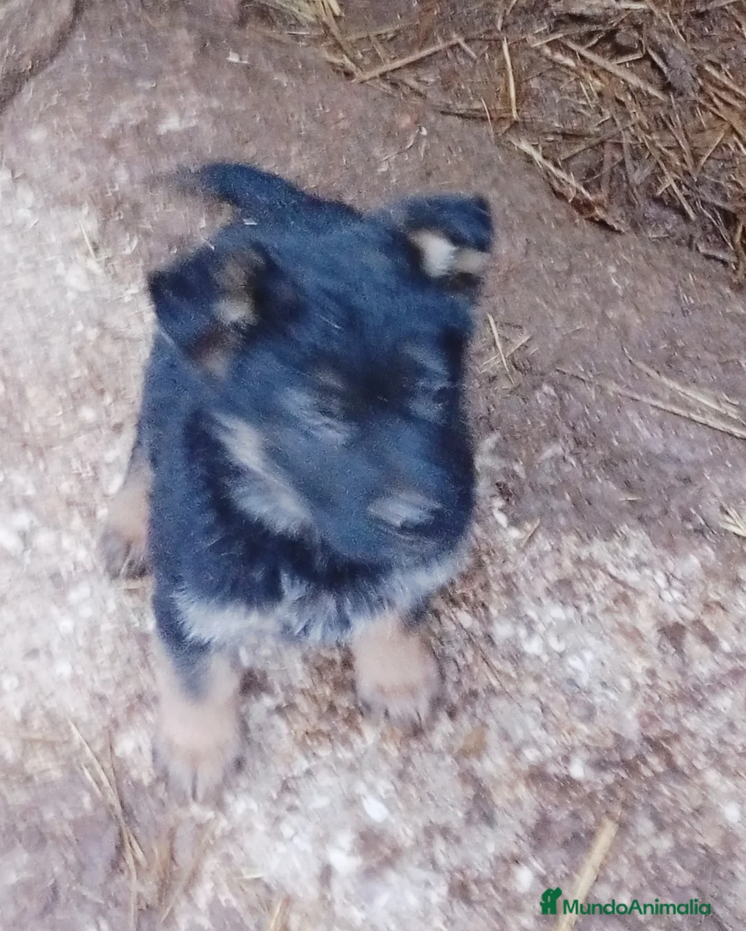 Pastor Alemán perros en venta: Pastores alemanes de trabajo  - Anuncio 8