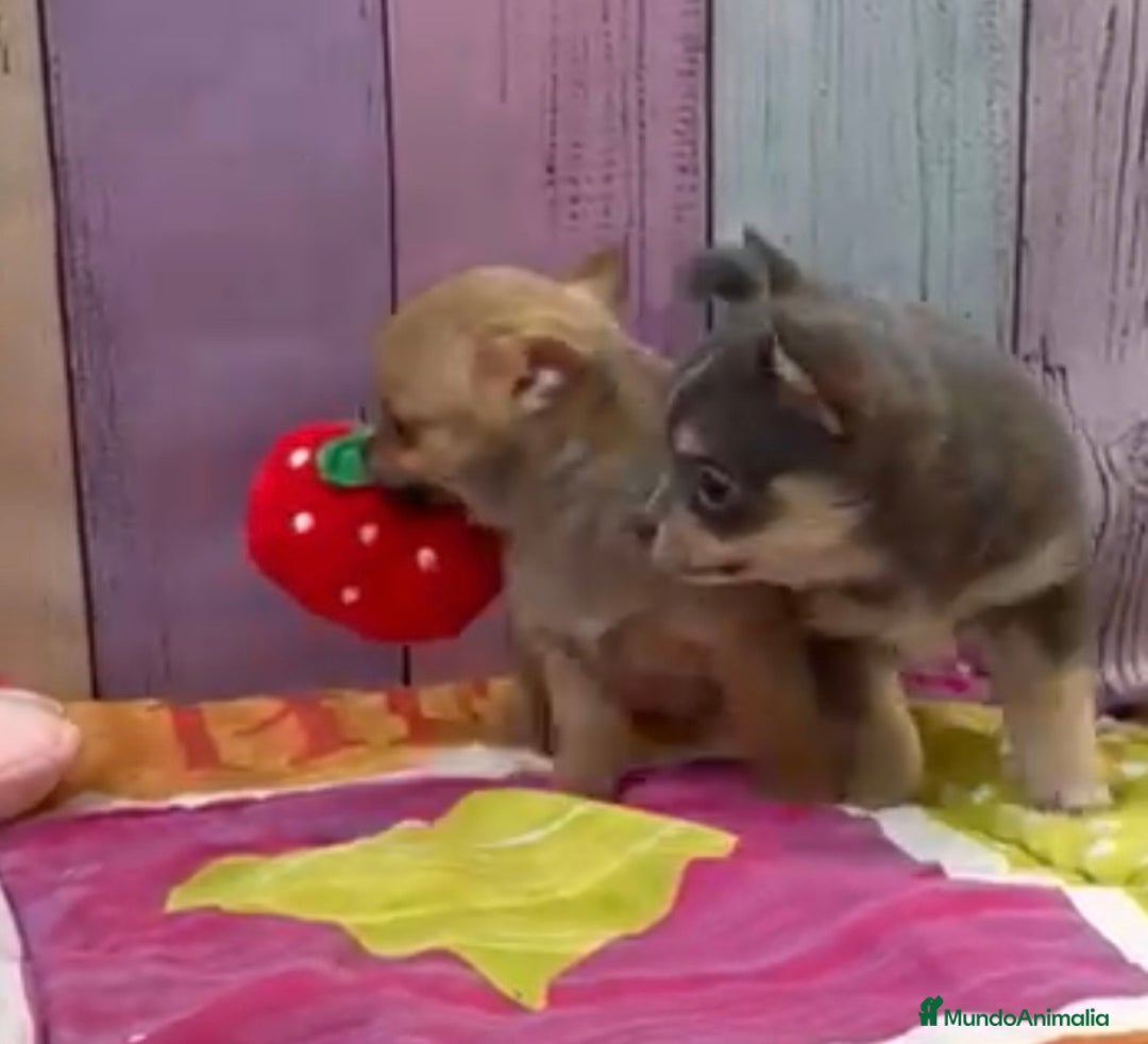 Pomchi perros en venta: Pomchi macho color arena disponible  - Anuncio 2