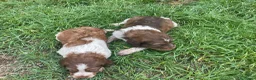 Épagneul Breton perros en venta: Epagneul bretón  en Teruel - Anuncio 5