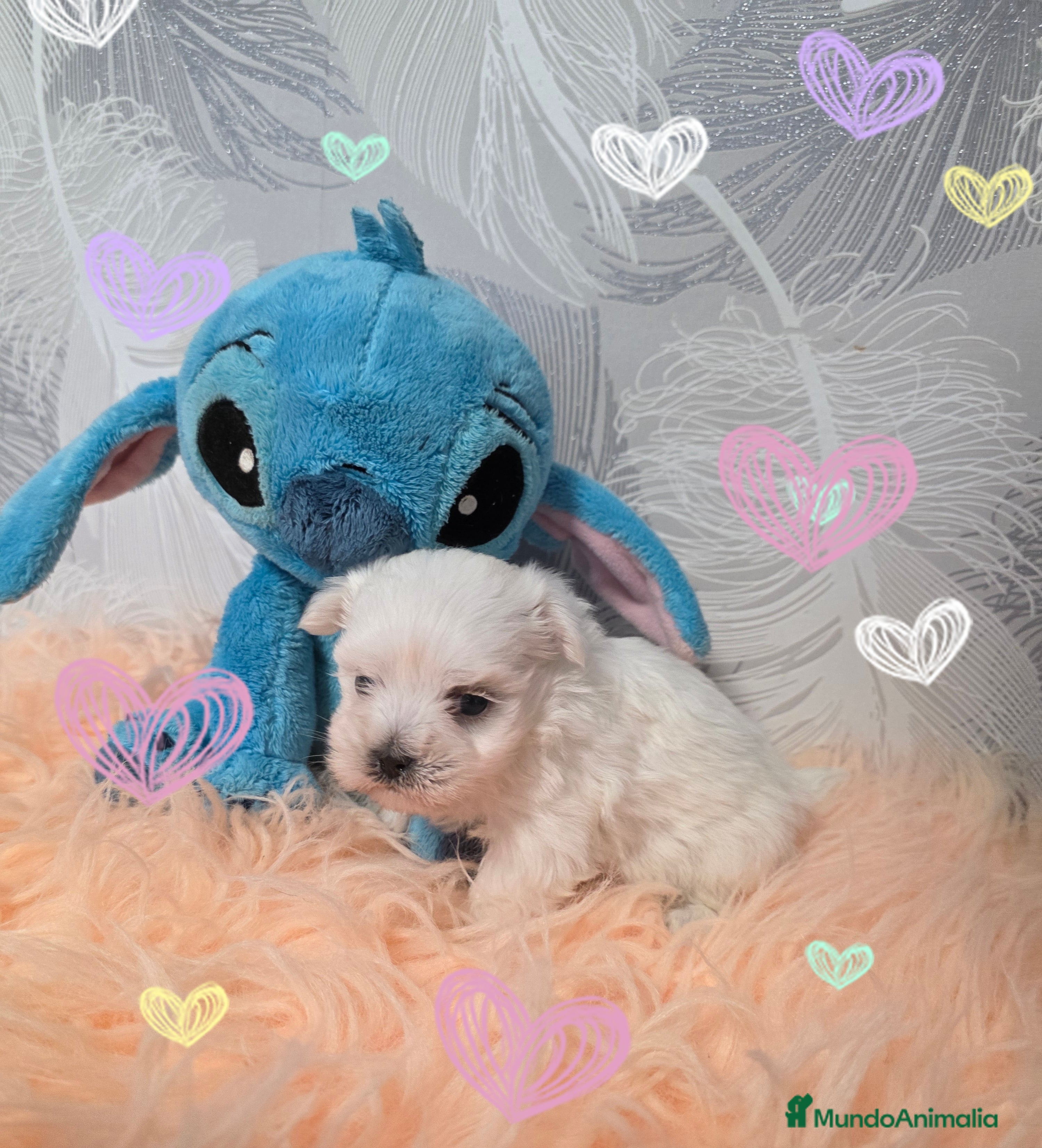 Bichón Maltés perros Bichon maltés miniatura  - Anuncio 1