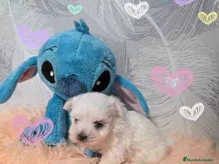 Bichón Maltés perros Bichon maltés miniatura - Anuncio 1