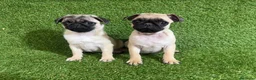 Carlino - Pug perros en venta: CARLINO - Anuncio 2
